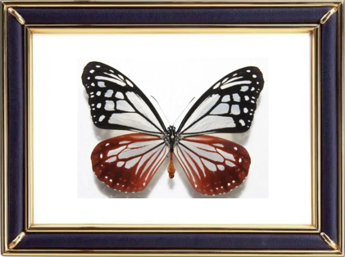 Parantica Sita & Chestnut Tiger Butterfly Suppliers & Wholesalers - CF Butterfly