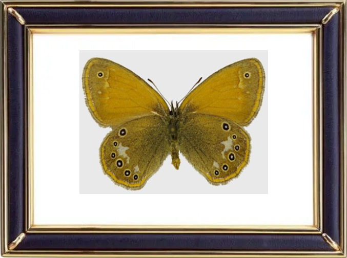 Coenonympha Glycerion Butterfly Suppliers & Wholesalers - CF Butterfly