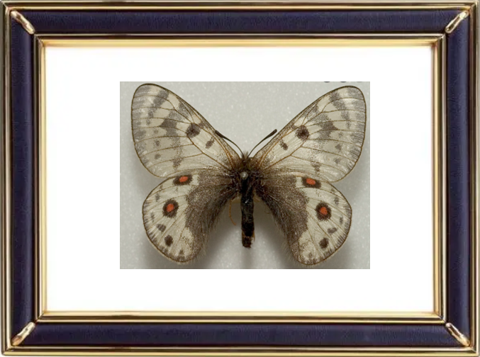 Parnassius Acdestis Butterfly Suppliers & Wholesalers - CF Butterfly