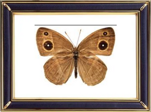 Mycalesis Gotama Moore Butterfly Suppliers & Wholesalers - CF Butterfly