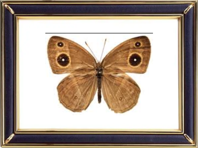 Mycalesis Gotama Moore Butterfly Suppliers & Wholesalers - CF Butterfly