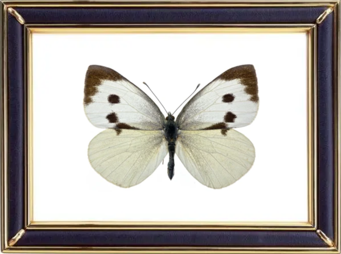 Pieris Brassicae & Cabbage White Butterfly Suppliers & Wholesalers - CF Butterfly