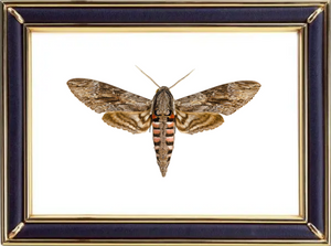 Agrius Convolvuli & Convolvulus Hawk Moths Suppliers & Wholesalers - CF Butterfly
