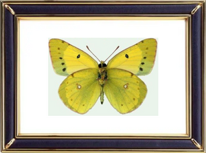 Colias Chrysotheme Butterfly Suppliers & Wholesalers - CF Butterfly