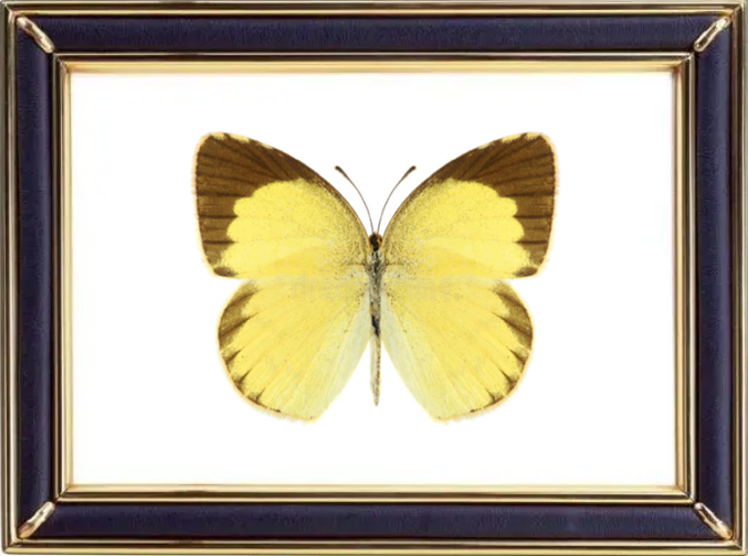 Eurema Brigitta & Small Grass Yellow Butterfly Suppliers & Wholesalers - CF Butterfly