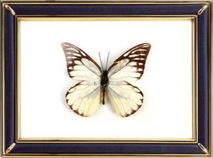 Prioneris Thestylis Butterfly Suppliers & Wholesalers - CF Butterfly