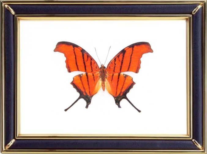 Marpesia Petreus Suppliers & Wholesalers - CF Butterfly