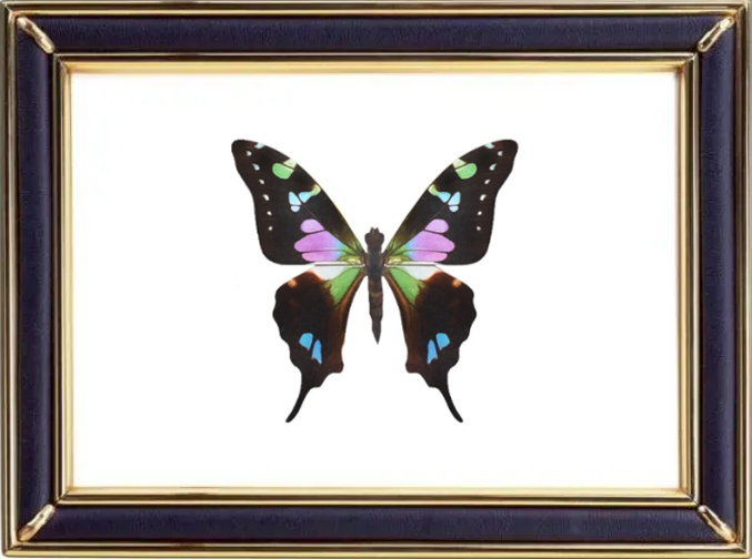 Graphium Weiskei Butterfly Suppliers & Wholesalers - CF Butterfly