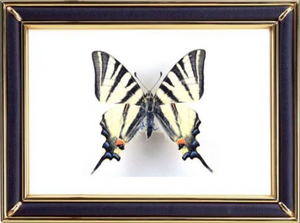 Iphiclides Podalirius & Scarce Swallowtail Butterfly Suppliers & Wholesalers - CF Butterfly