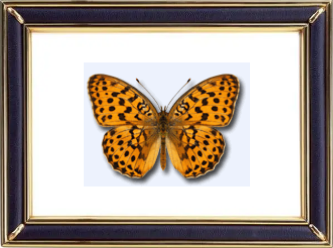 Brenthis Daphne & Marbled Fritillary Butterfly Suppliers & Wholesalers - CF Butterfly