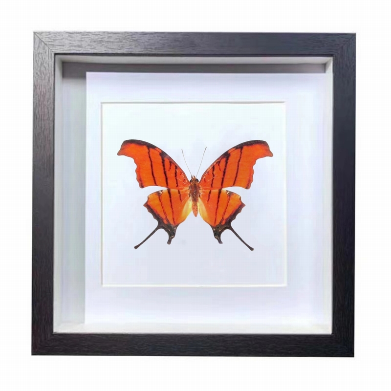Buy Butterfly Frame Marpesia Petreus Suppliers & Wholesalers - CF Butterfly