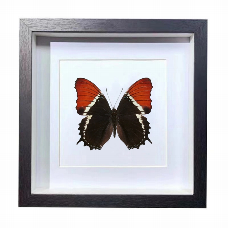Buy Butterfly Frame Siproeta Epaphus Suppliers & Wholesalers - CF Butterfly