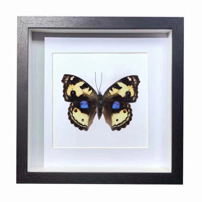 Buy Butterfly Frame Yellow Pansy Butterfly Suppliers & Wholesalers - CF Butterfly