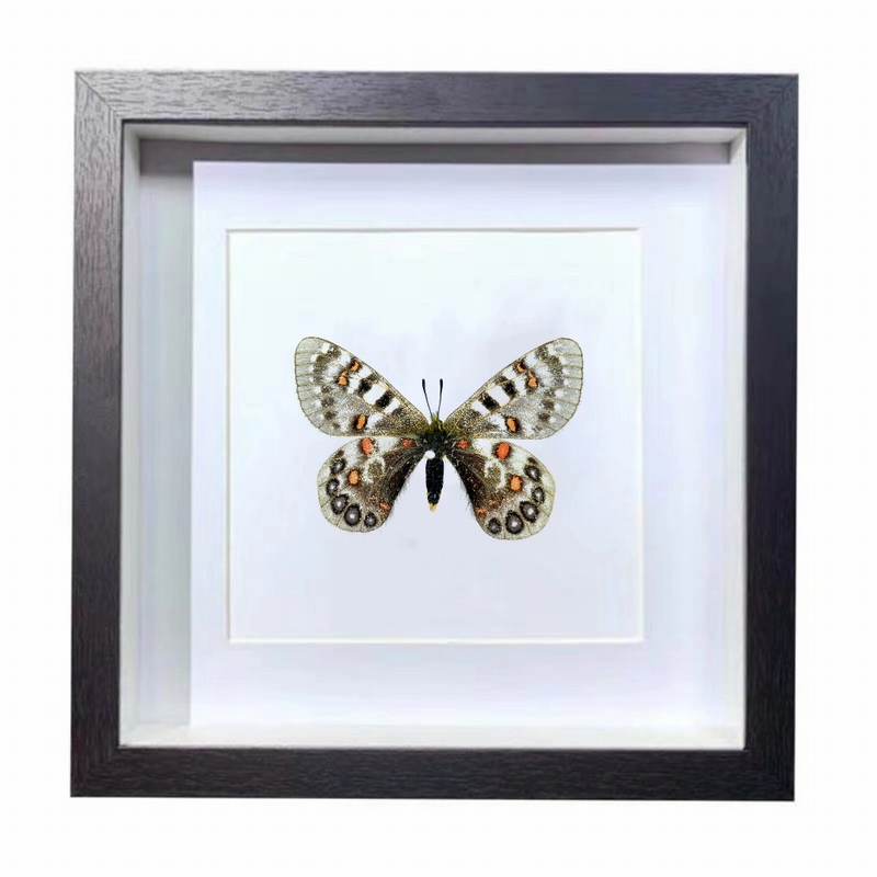 Buy Butterfly Frame Parnassius Hardwickii Suppliers & Wholesalers - CF Butterfly