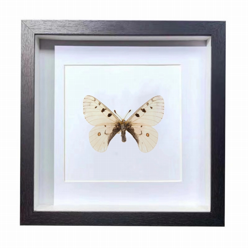 Buy Butterfly Frame Parnassius Phoebus Suppliers & Wholesalers - CF Butterfly