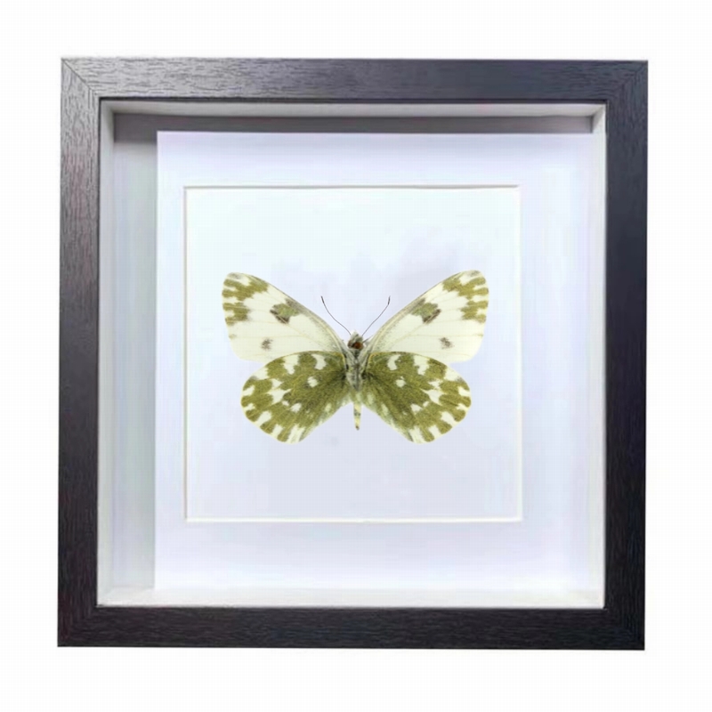 Buy Butterfly Frame Pontia Edusa Suppliers & Wholesalers - CF Butterfly
