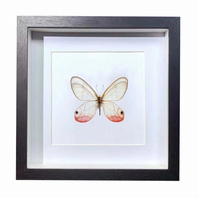 Buy Butterfly Frame Cithaerias Pireta Suppliers & Wholesalers - CF Butterfly