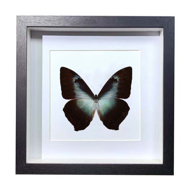 Buy Butterfly Frame Morpho Cisseis Suppliers & Wholesalers - CF Butterfly