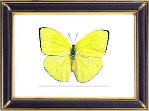 Phoebis Trite Butterfly Suppliers & Wholesalers - CF Butterfly