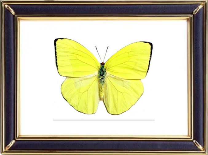 Phoebis Trite Butterfly Suppliers & Wholesalers - CF Butterfly