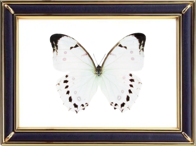 Morpho Luna Butterfly Suppliers & Wholesalers - CF Butterfly