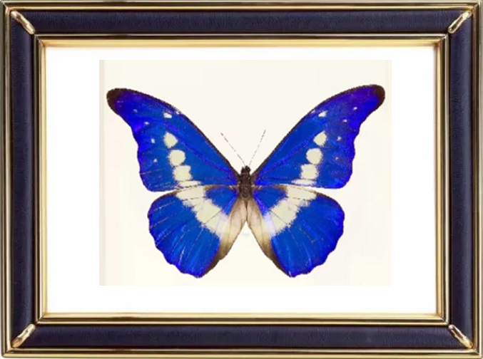 Morpho Helena Butterfly Suppliers & Wholesalers - CF Butterfly