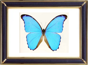Morpho Didius Butterfly Suppliers & Wholesalers - CF Butterfly