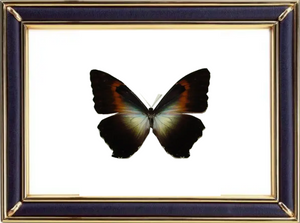 Morpho Phanodemus Butterfly Suppliers & Wholesalers - CF Butterfly