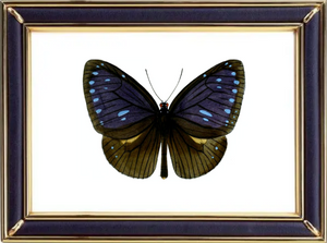 Euploea Eunice Butterfly Suppliers & Wholesalers - CF Butterfly