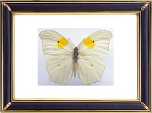 Anteos Clorinde Butterfly Suppliers & Wholesalers - CF Butterfly