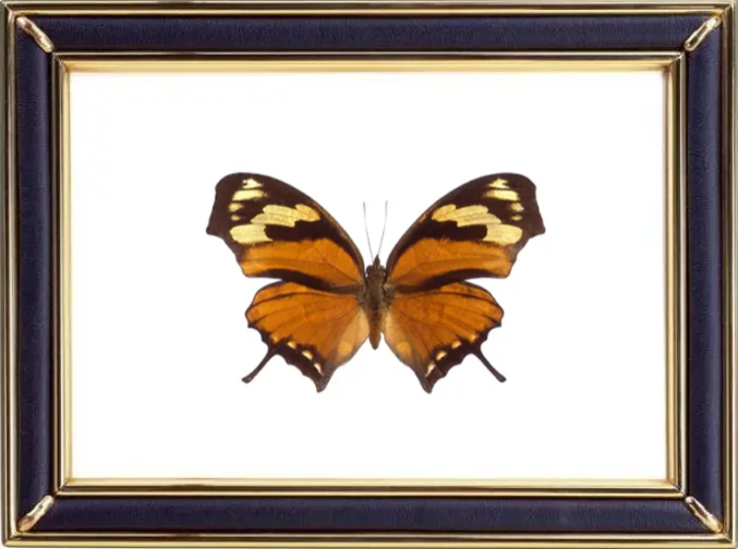 Consul Fabius & Tiger Leafwing Butterfly Suppliers & Wholesalers - CF Butterfly
