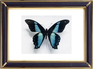 Papilio Nireus Butterfly Suppliers & Wholesalers - CF Butterfly