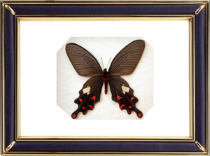 Byasa Polyeuctes & Common Windmill Butterfly Suppliers & Wholesalers - CF Butterfly
