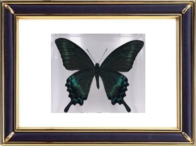 The Green Dragontail Butterfly Suppliers & Wholesalers - CF Butterfly