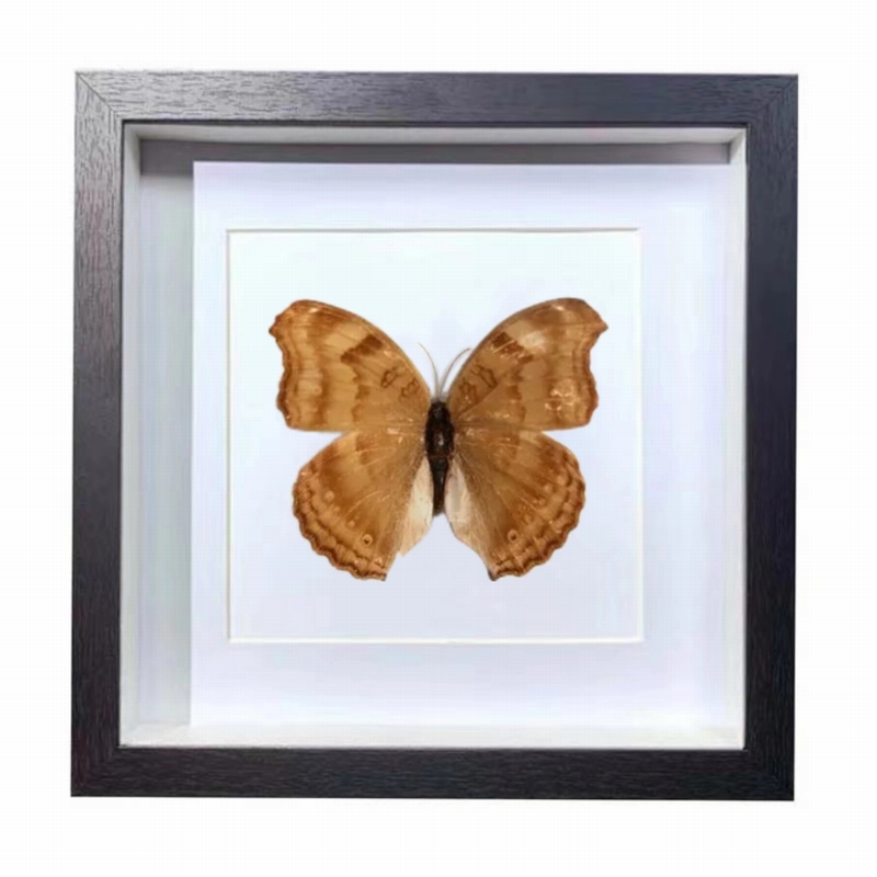Buy Butterfly Frame Hypna Clytemnestra Suppliers & Wholesalers - CF Butterfly