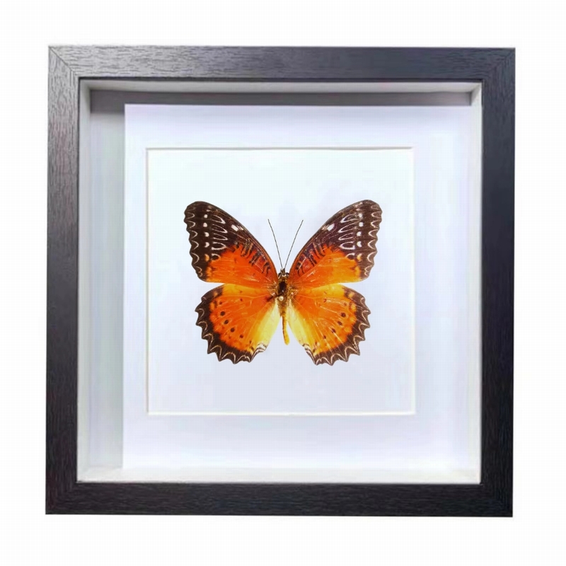 Buy Butterfly Frame Red Leopard Lacewing Butterfly Suppliers & Wholesalers - CF Butterfly