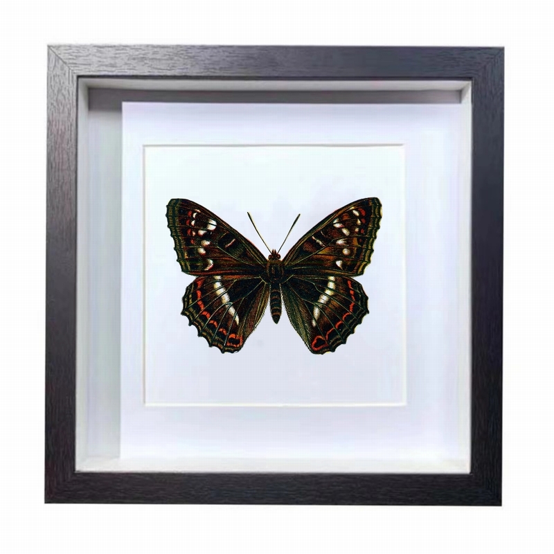 Buy Butterfly Frame Limenitis Populi Suppliers & Wholesalers - CF Butterfly