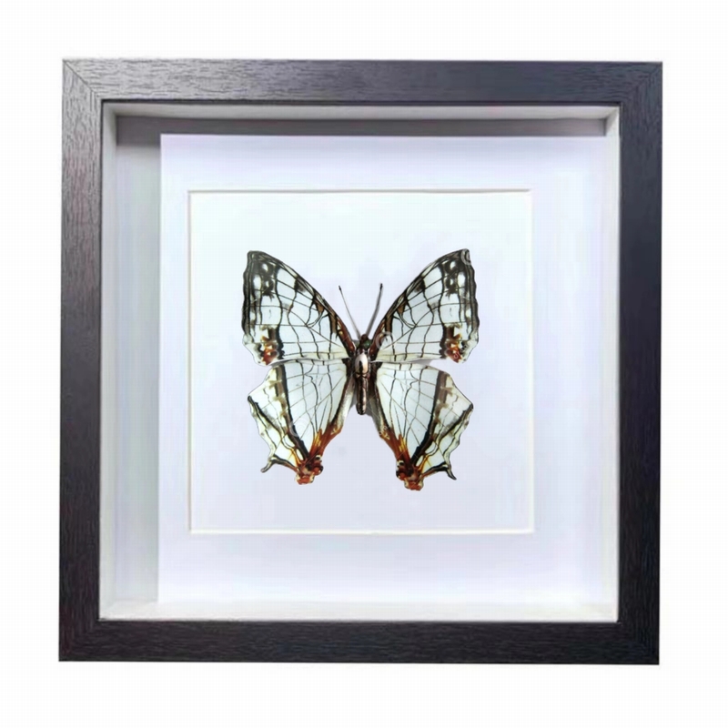 Buy Butterfly Frame Cyrestis Thyodamas Suppliers & Wholesalers - CF Butterfly