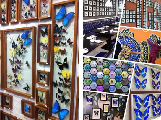 Buy Butterfly Frame Haetera Piera Suppliers & Wholesalers - CF Butterfly
