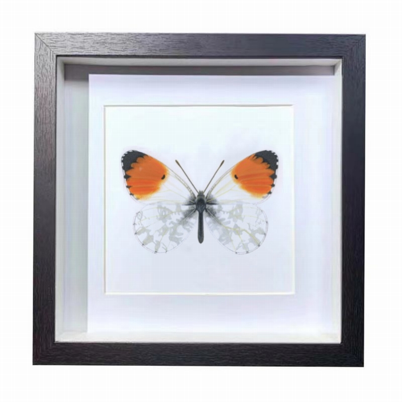 Buy Butterfly Frame Anthocharis Cardamines Suppliers & Wholesalers - CF Butterfly