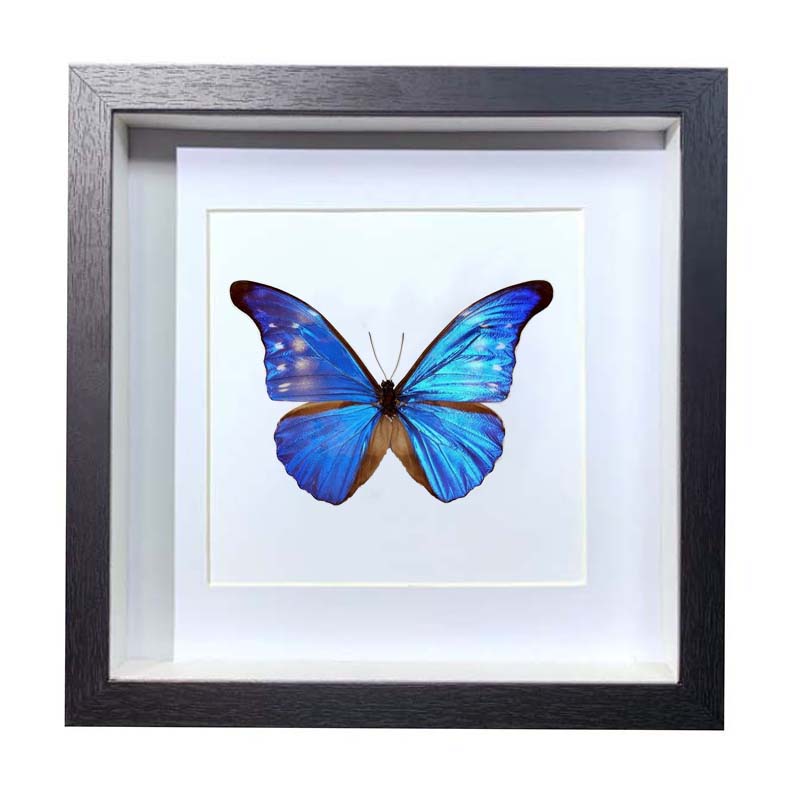 Buy Butterfly Frame Morpho Rhetenor Suppliers & Wholesalers - CF Butterfly