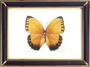 Stichophthalma Howqua Butterfly Suppliers & Wholesalers - CF Butterfly