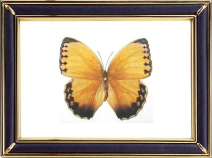 Stichophthalma Howqua Butterfly Suppliers & Wholesalers - CF Butterfly
