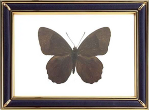 Lethe Diana Butterfly Suppliers & Wholesalers - CF Butterfly
