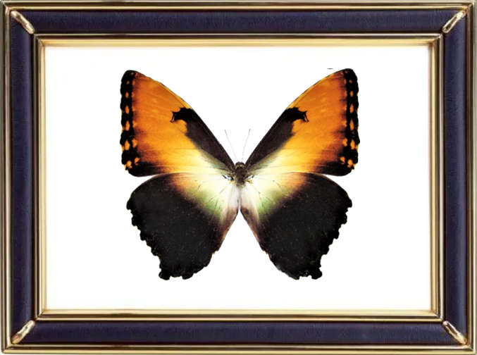 Morpho Hecuba Butterfly Suppliers & Wholesalers - CF Butterfly