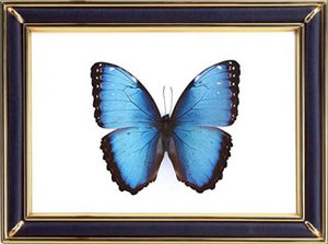 Morpho Achilles Butterfly Suppliers & Wholesalers - CF Butterfly