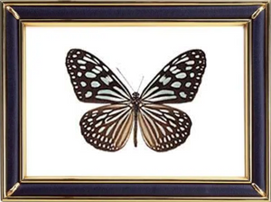 Ideopsis Similis Butterfly Suppliers & Wholesalers - CF Butterfly