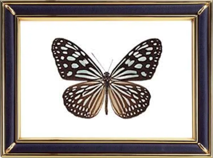 Ideopsis Similis Butterfly Suppliers & Wholesalers - CF Butterfly