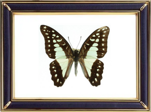 Graphium Eurypylus Butterfly Suppliers & Wholesalers - CF Butterfly
