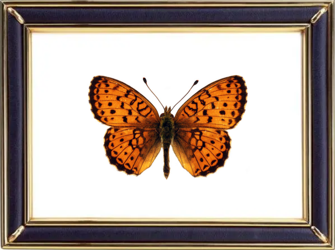 Brenthis Ino Butterfly Suppliers & Wholesalers - CF Butterfly